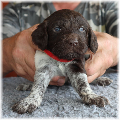 CHIOT collier rouge