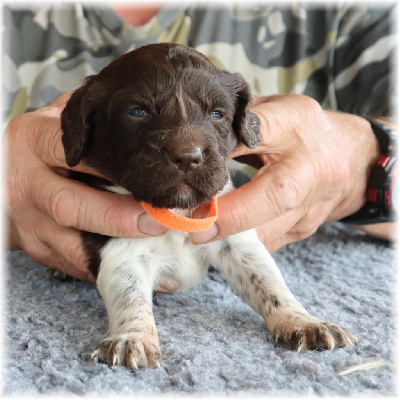 CHIOT collier orange