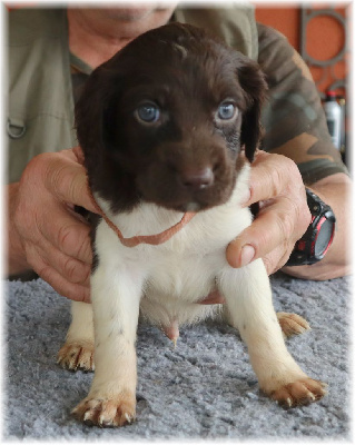 CHIOT collier marron