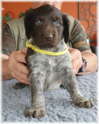 CHIOT collier jaune