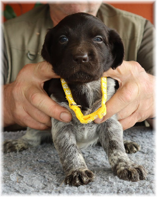 Collier jaune