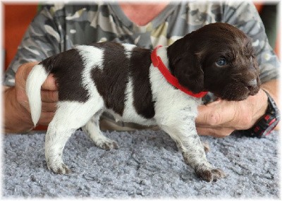 CHIOT collier rouge