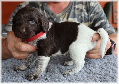 CHIOT collier rouge