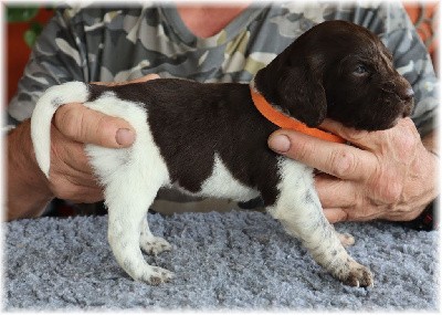 CHIOT collier orange