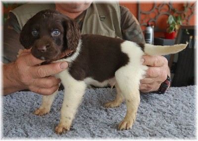 CHIOT collier marron