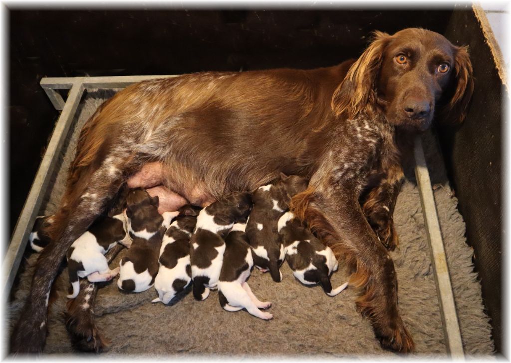 chiot Petit Epagneul de Münster du domaine d'aiden