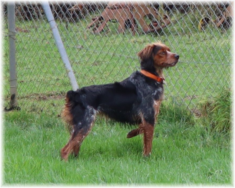 Shanelle du domaine d'aiden