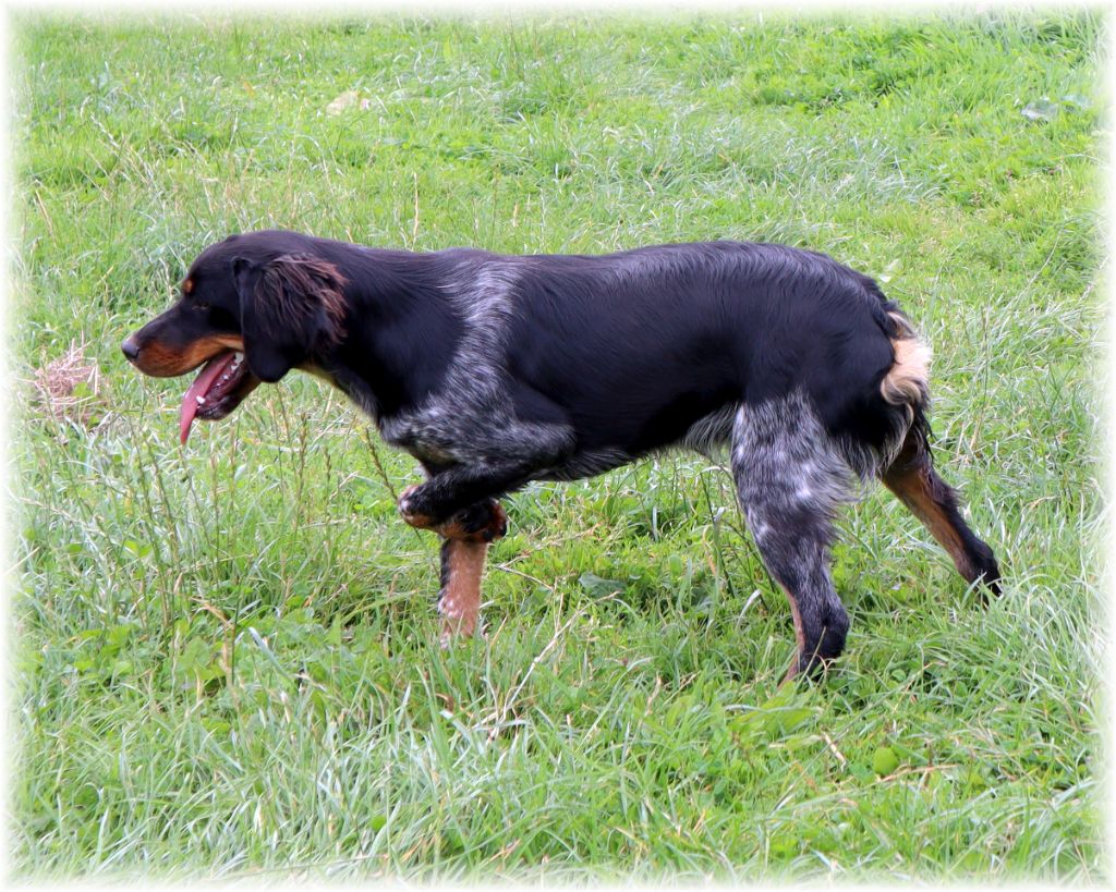 Shipie du domaine d'aiden