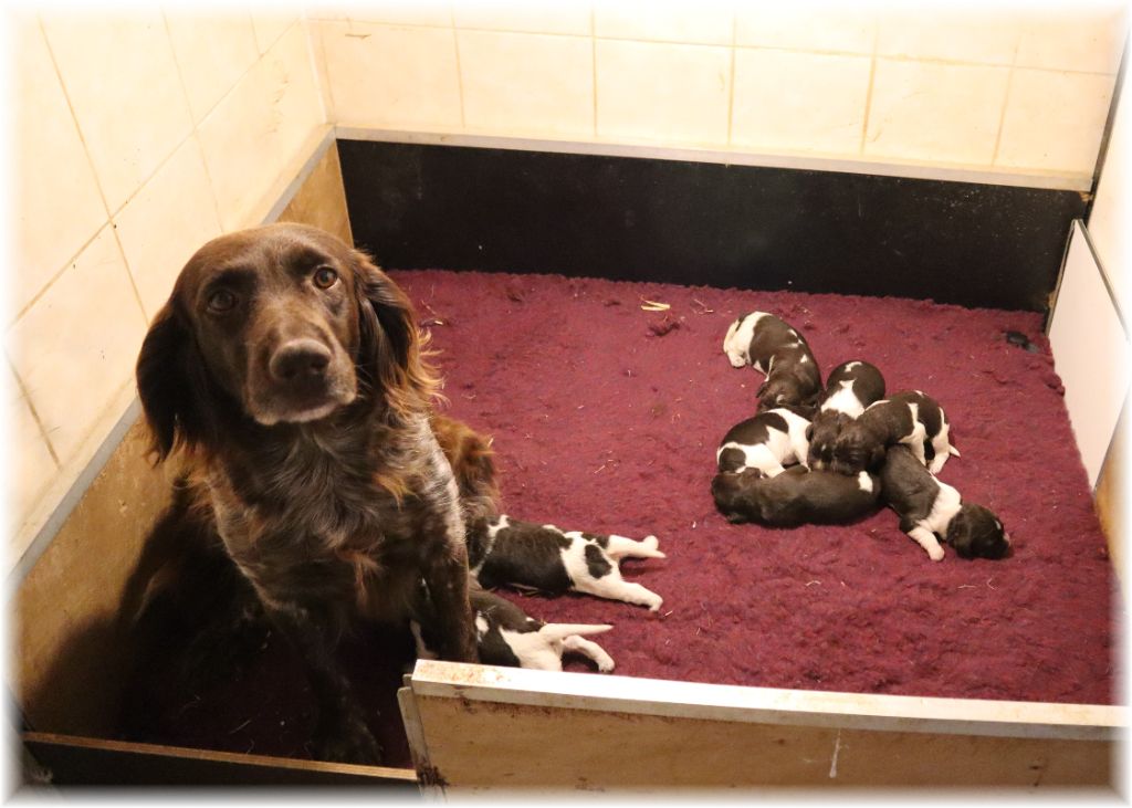 Petit épagneul de Münster