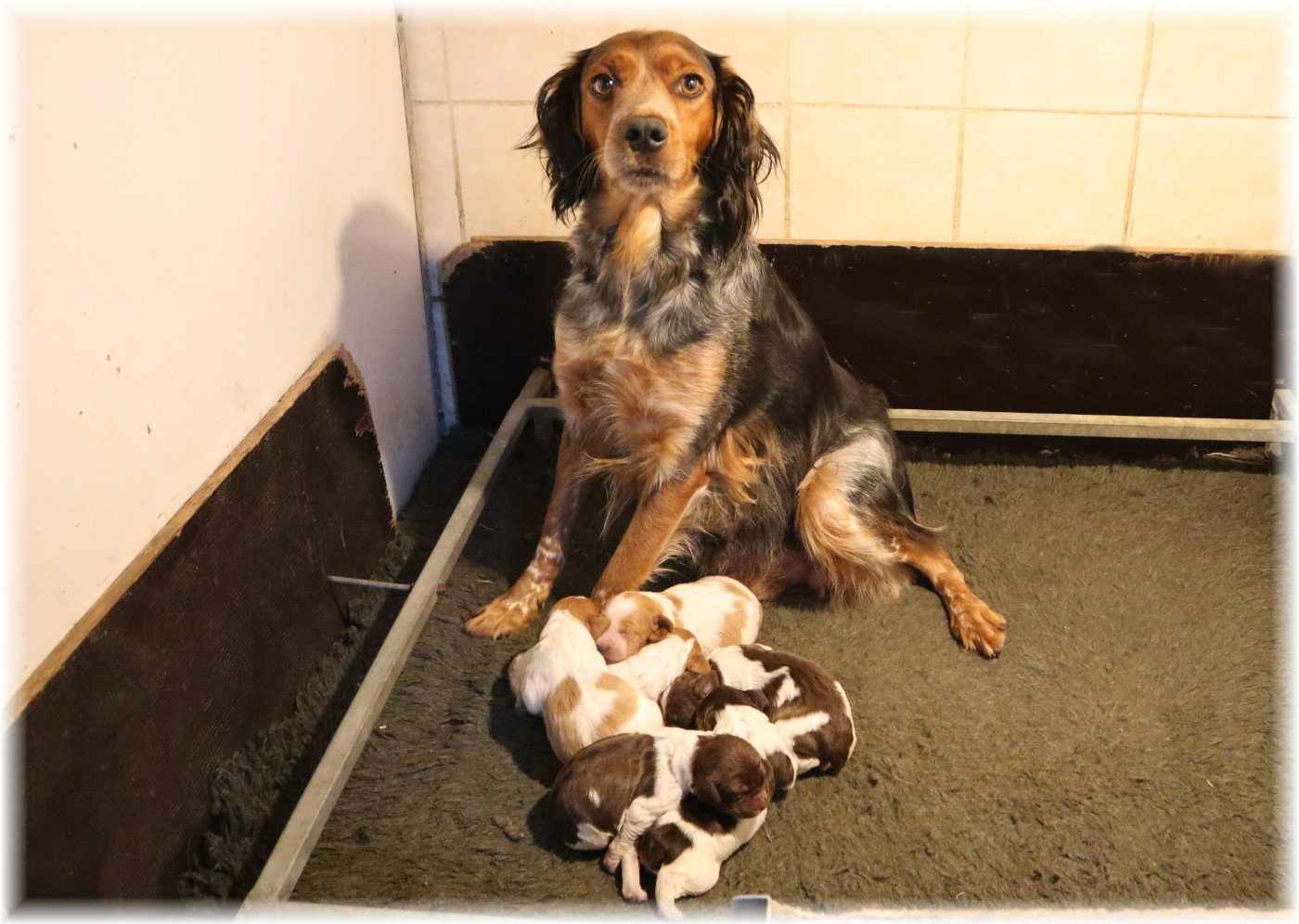 du domaine d'aiden - Epagneul Breton - Portée née le 07/10/2025