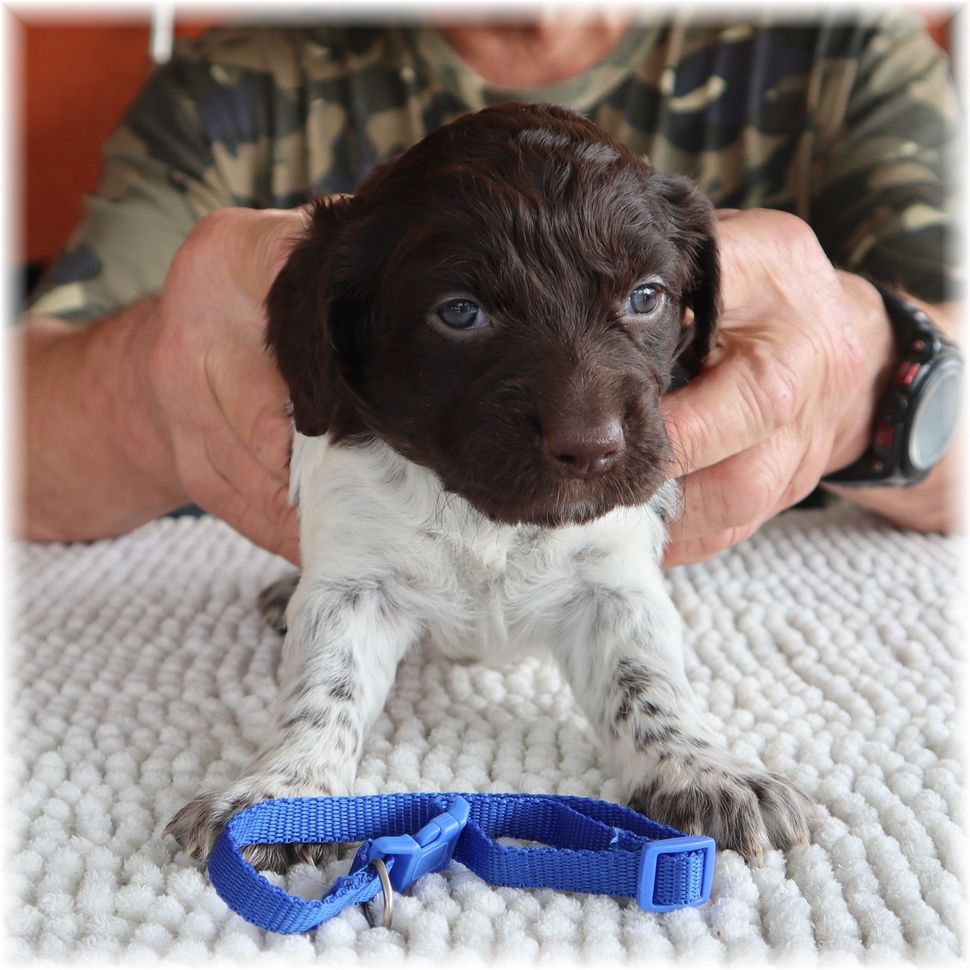 du domaine d'aiden - Chiots disponibles - Petit Epagneul de Münster