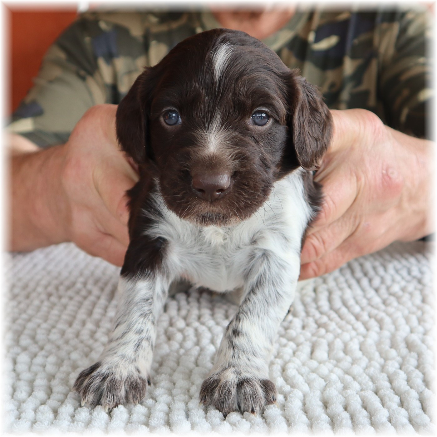 du domaine d'aiden - Chiots disponibles - Petit Epagneul de Münster