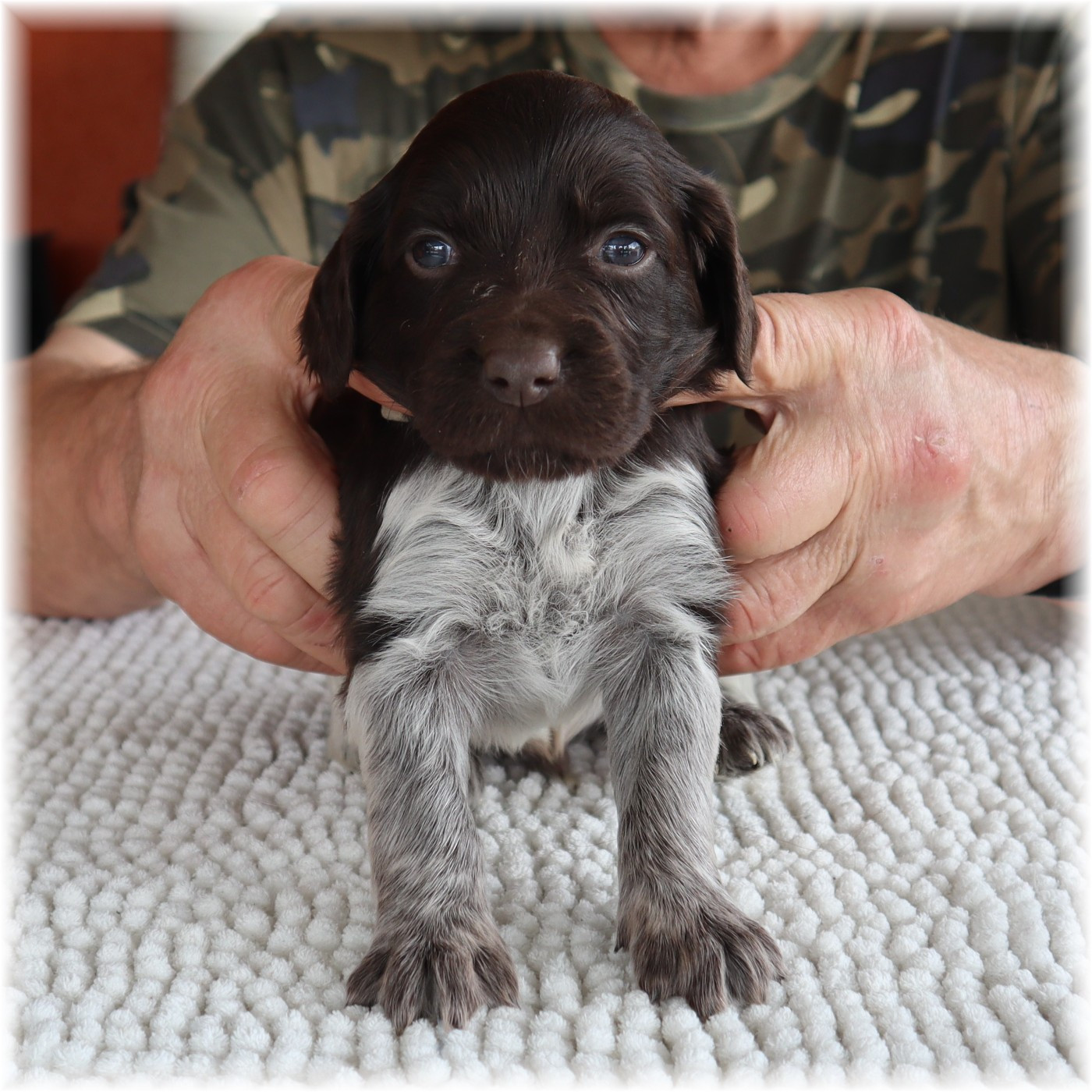 du domaine d'aiden - Chiots disponibles - Petit Epagneul de Münster