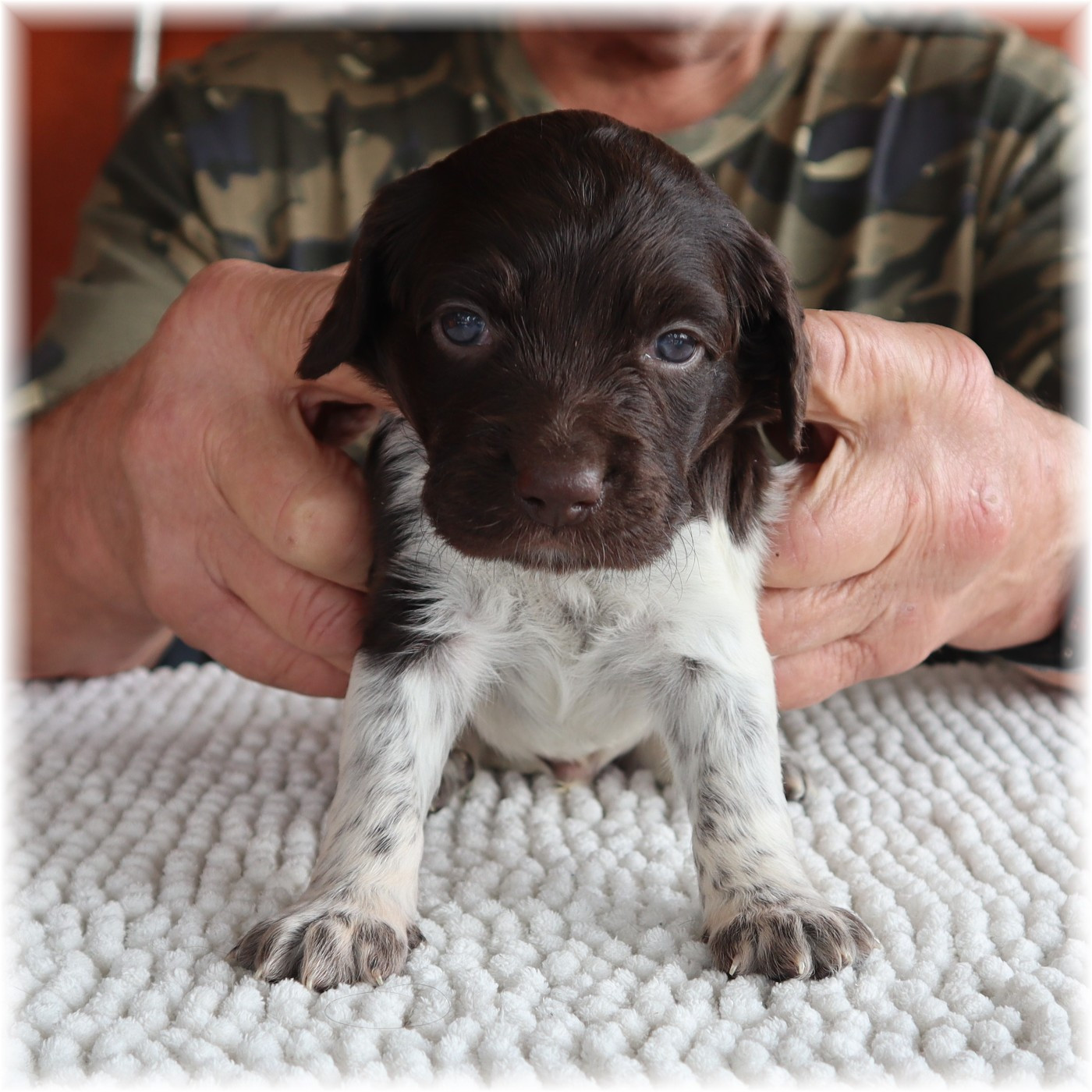 du domaine d'aiden - Chiots disponibles - Petit Epagneul de Münster