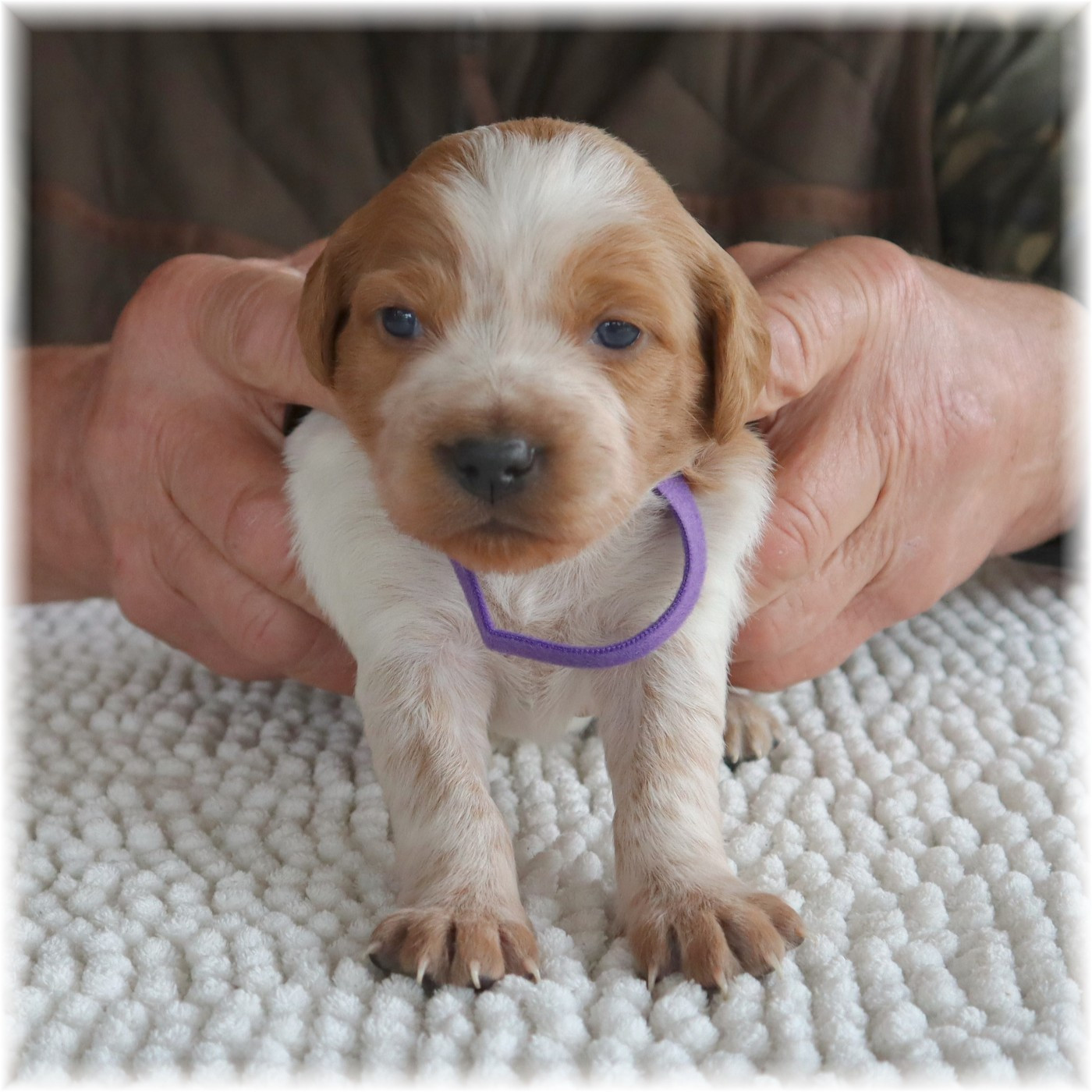 du domaine d'aiden - Chiots disponibles - Epagneul Breton