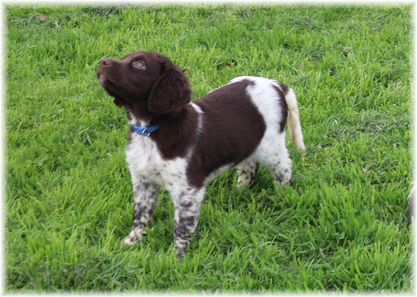 du domaine d'aiden - Chiots disponibles - Petit Epagneul de Münster