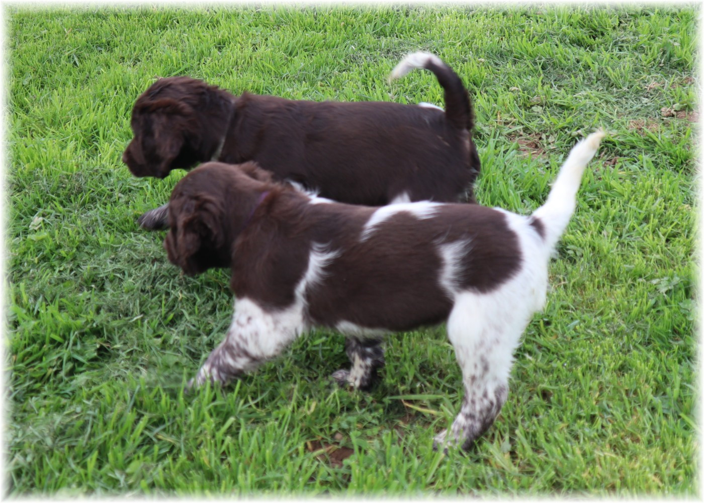 du domaine d'aiden - Chiots disponibles - Petit Epagneul de Münster