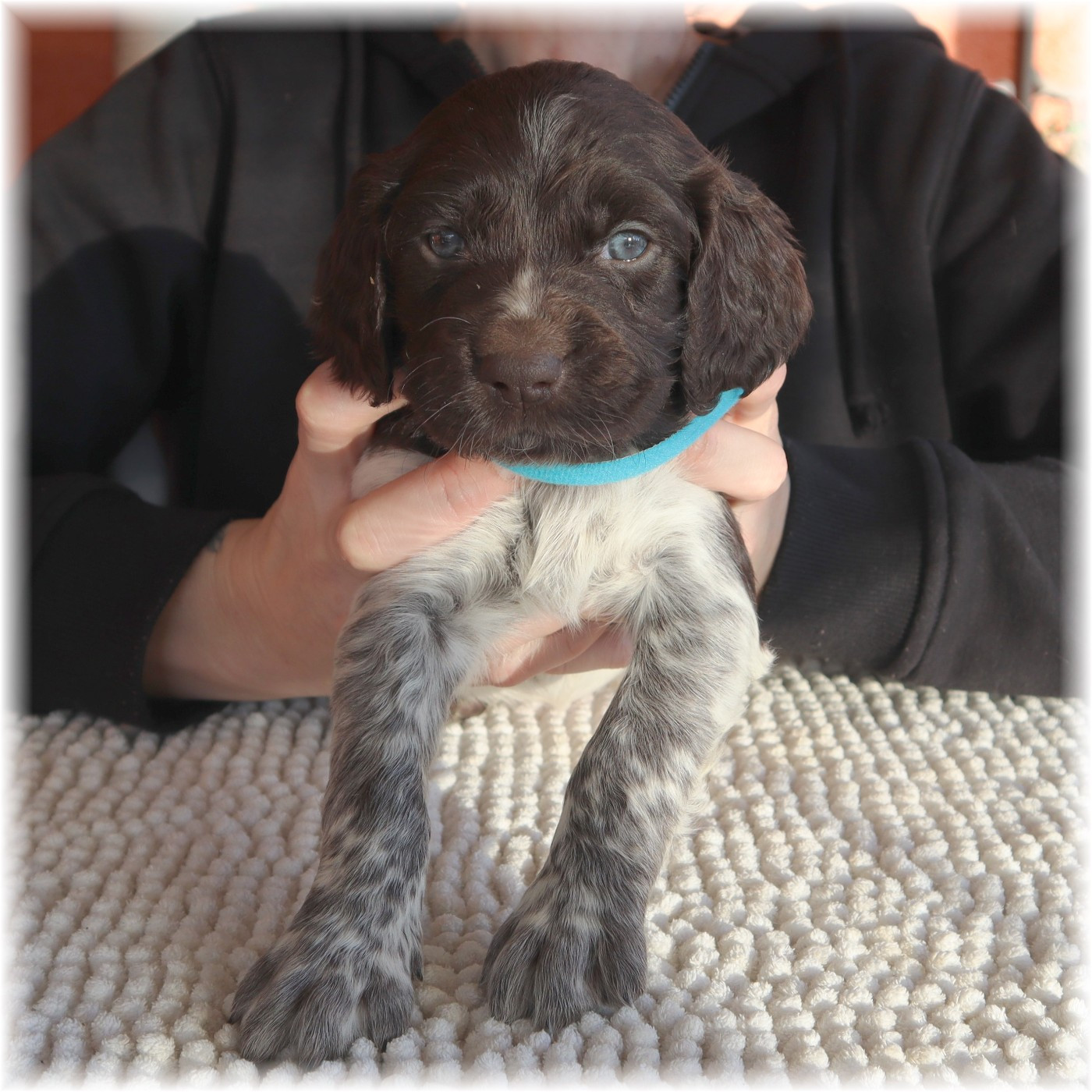 du domaine d'aiden - Chiots disponibles - Petit Epagneul de Münster