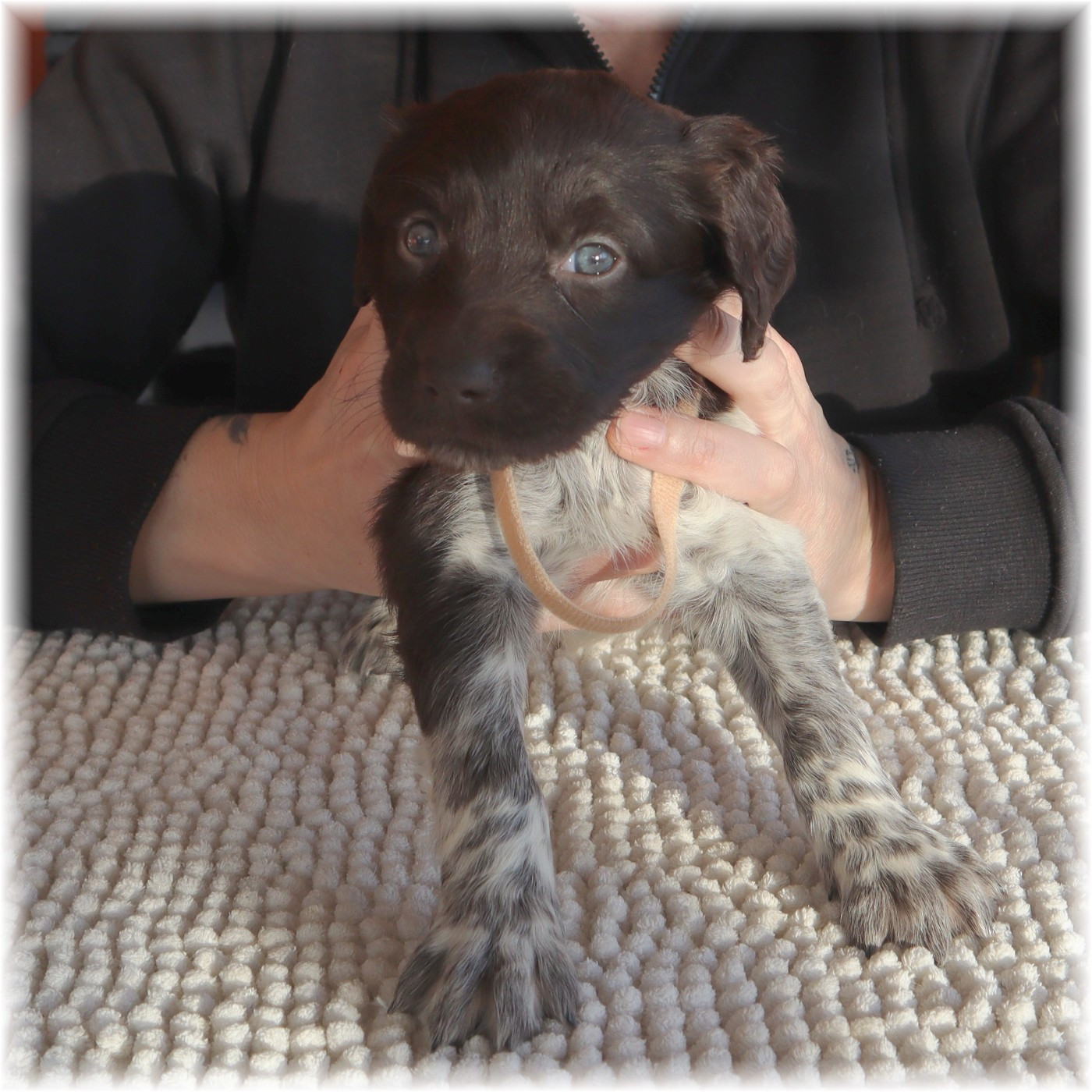du domaine d'aiden - Chiots disponibles - Petit Epagneul de Münster