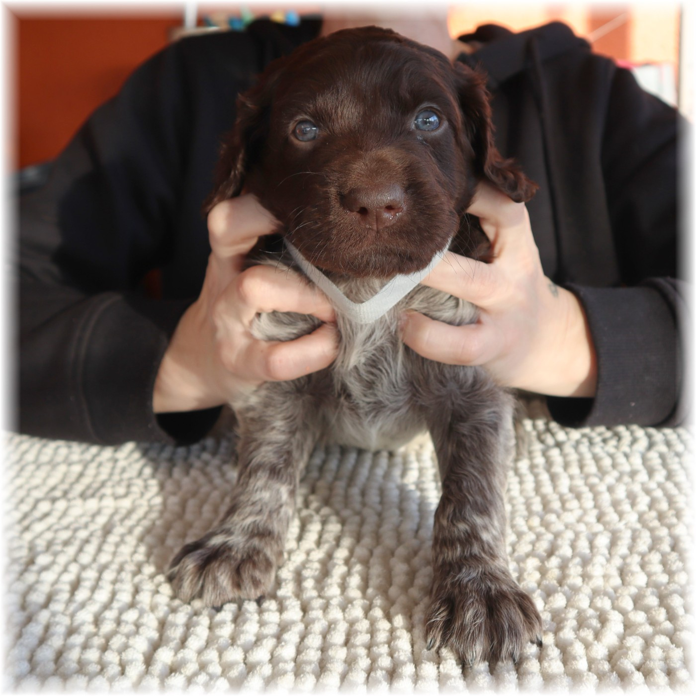 du domaine d'aiden - Chiots disponibles - Petit Epagneul de Münster