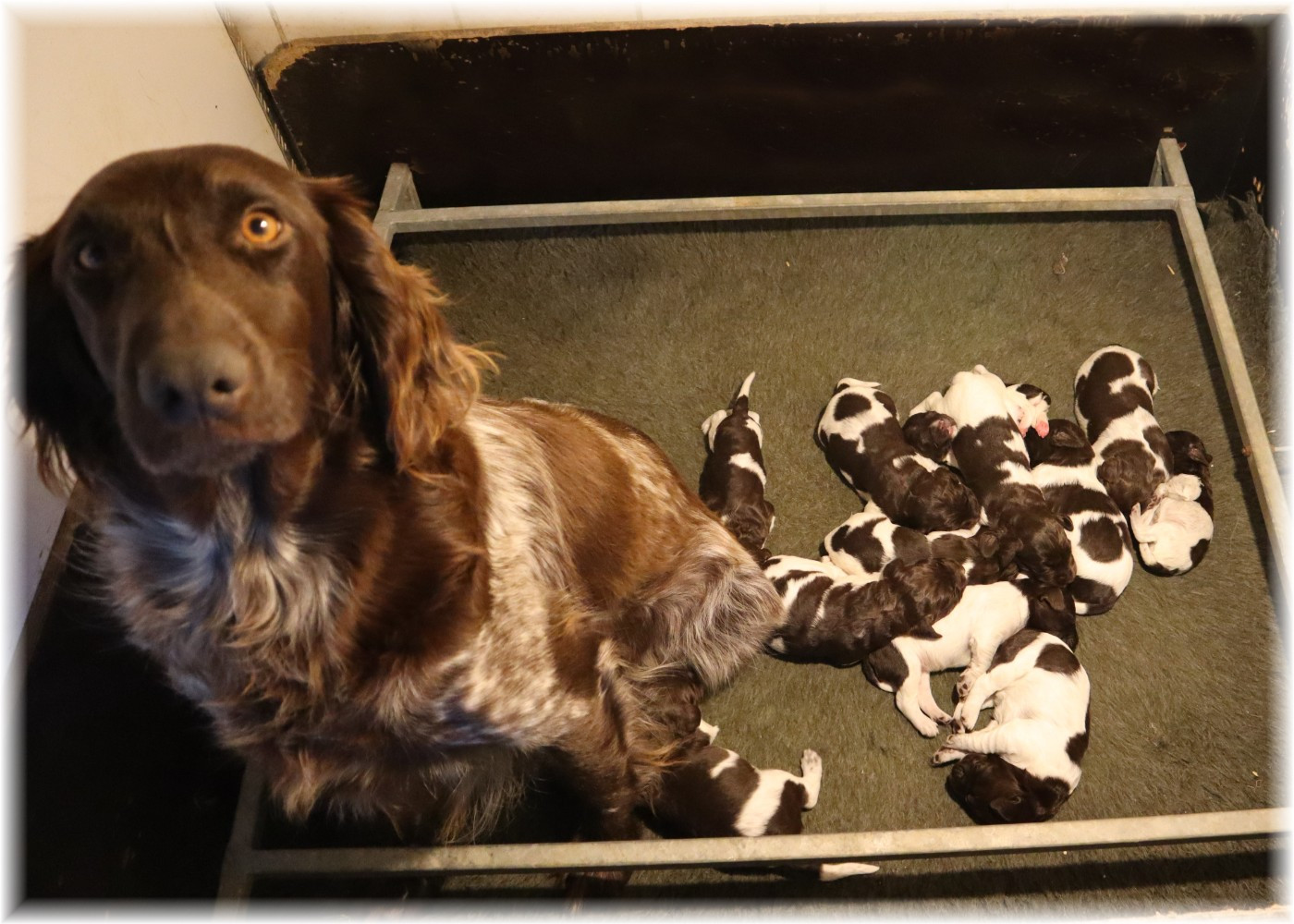 Chiot Petit Epagneul de Münster du domaine d'aiden