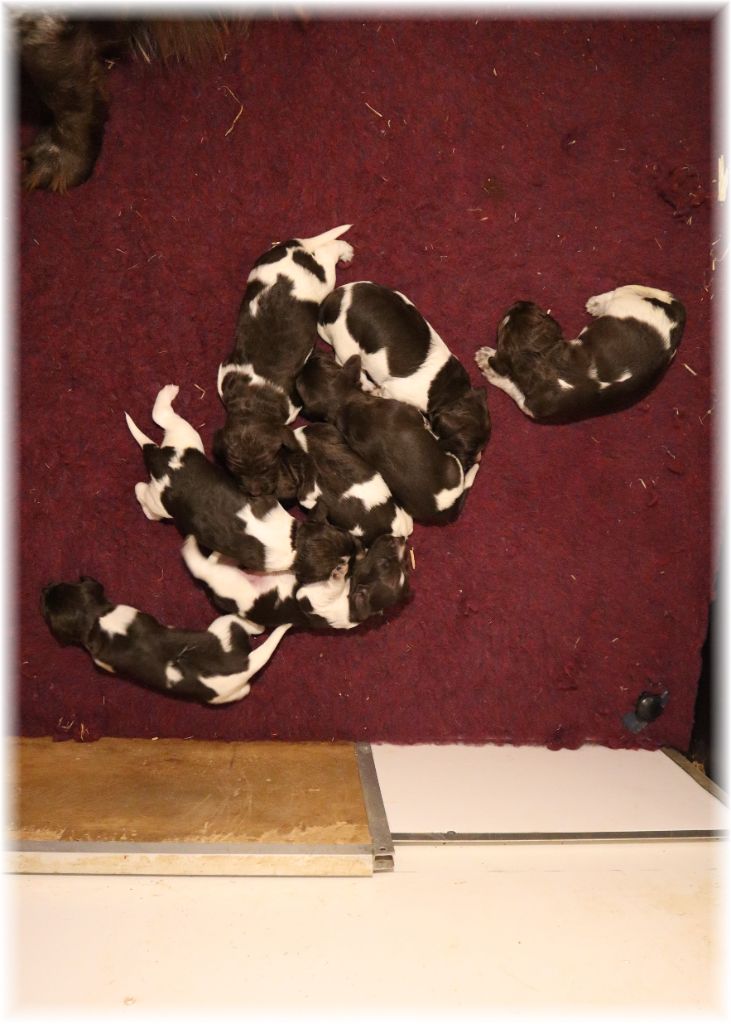 du domaine d'aiden - Petit Epagneul de Münster - Portée née le 23/09/2025